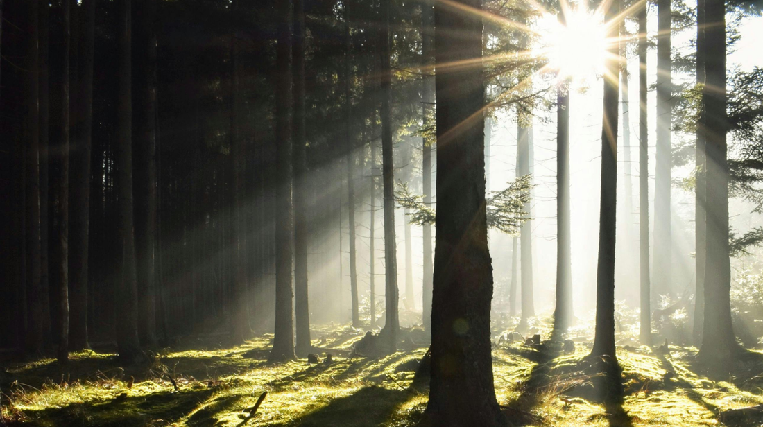 Resilient Leadership: Lessons from Organisational Psychology